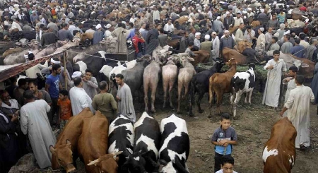 صورة لمشاركة المدونة الإشارات المغنية في أحكام الأضحية