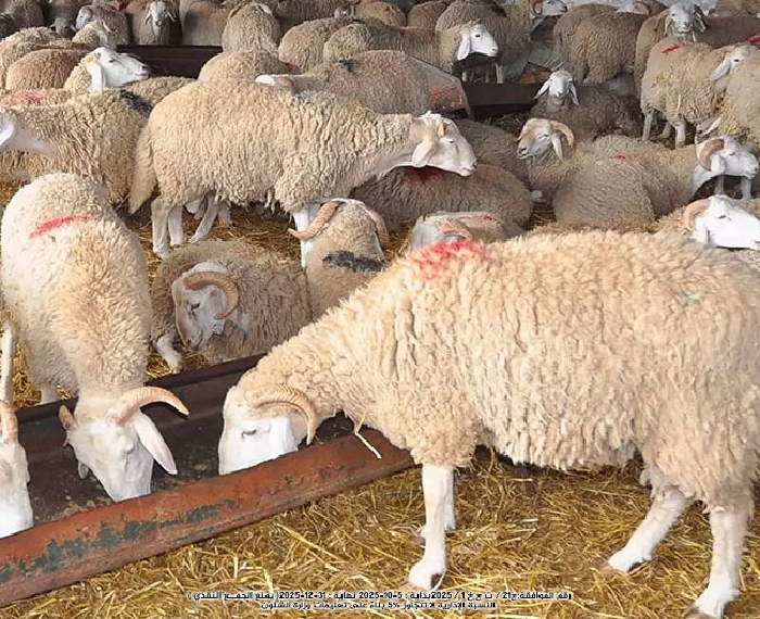 صورة الذبائح