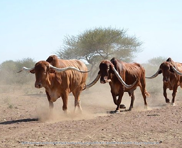 Picture of البقرة الحلوب