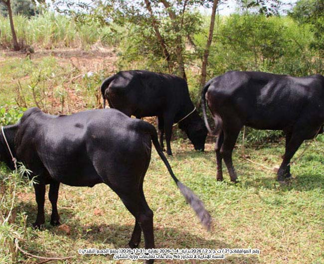 صورة البقرة الحلوب