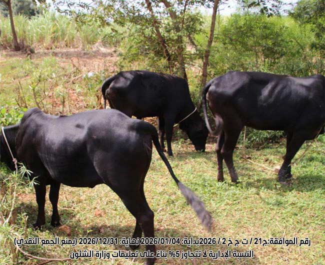 Picture of البقرة الحلوب